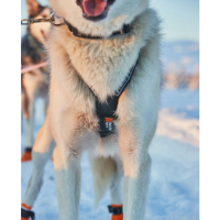 Non-stop dogwear Nansen Nome 5.0 Zuggeschirr Mushing Sportgeschirr Größe 9 1/2