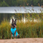 Rukka Pets UV T-Shirt Sonnenschutz Chilly  für den Hund in blau LSF 30+ XS