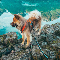 Non-stop dogwear Strong Leash robuste Hundeleine in schwarz 1m - 26mm breit