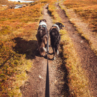 Non-stop dogwear Strong Leash robuste Hundeleine in schwarz 1m - 26mm breit