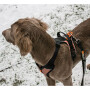 Non-stop dogwear Strong Leash robuste Hundeleine in schwarz 1m - 26mm breit