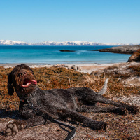 Non-stop dogwear Strong Leash robuste Hundeleine in schwarz 2m - 26mm breit