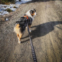 Non-stop dogwear Hundeleine Touring Bungee in schwarz grau 2.0m - 13mm