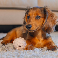 Beeztees Puppy Dental Ball Welpenball Snackball rosa