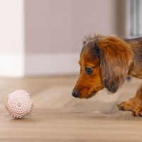 Beeztees Puppy Dental Ball Welpenball Snackball rosa