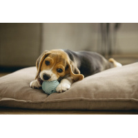 Beeztees Puppy Dental Ball Welpenball Snackball mint