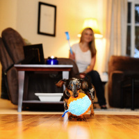 Chuckit® Indoor Shaker Ball