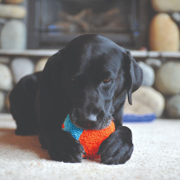 Chuckit® Indoor Shaker Ball