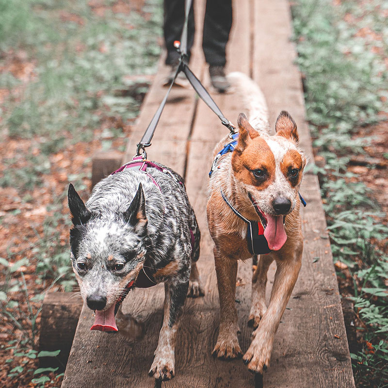 Non-stop dogwear Koppelstück Doppelleine Touring Double in schwarz grau