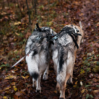 Non-stop dogwear Koppelstück Doppelleine Touring Double in schwarz grau M - 23mm breit