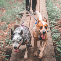 Non-stop dogwear Koppelstück Doppelleine Touring Double in schwarz grau M - 23mm breit