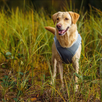 Rukka Pets Kühlweste in grau  XL