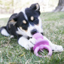 KONG  Puppy Binkie
