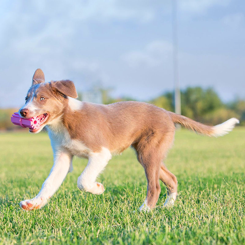 KONG  Puppy Zahn Stick  Rosa L