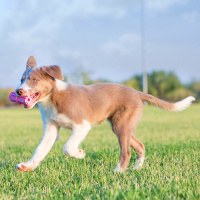 KONG  Puppy Zahn Stick  Hellblau L