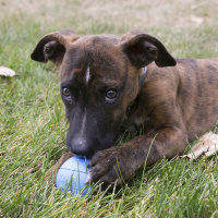 KONG Puppy Ball in Rosa S  6,35cm Ø
