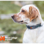 Non-stop dogwear Roam Halsband gepolstert und verstellbar in schwarz M   40-45 cm