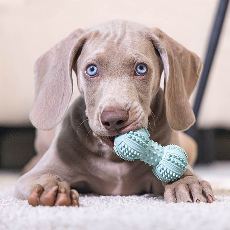 Beeztees Puppy Dental Welpen Hantel