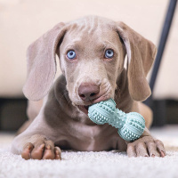 Beeztees Puppy Dental Welpen Hantel  mint