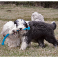 KONG Safestix Stock Spielstock Apportierstock S - KLEIN - 29 cm ROT