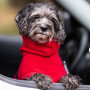 DryUp Trocken Cape Hundebademantel MINI für kleine Hunde in red pepper rot 30cm Rückenlänge