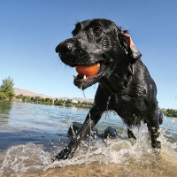 Kurgo Skipping Stones Apportierstein Stein in 3 Ausführungen 1 Stück