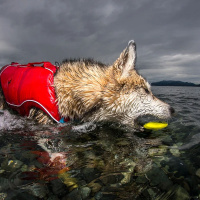 Kurgo Skipping Stones Apportierstein Stein in 3 Ausführungen 1 Stück Tiny