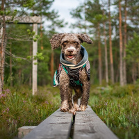 Pomppa Sade Regenmantel SadePomppa in Orange Größe 25