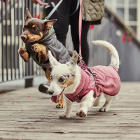 Hurtta Razzle Dazzle Pullover  Wendejacke Rosa-altrosa 25