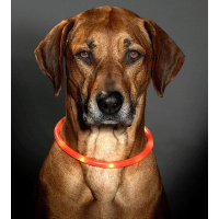 Karlie Visio light LED Leuchthalsband Schlauchhalsband...