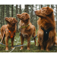 Hurtta Weekend Warrior Geschirr in der Farbe neon orange...