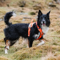 Hurtta Weekend Warrior Geschirr in der Farbe neon orange 100-120