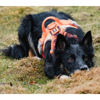 Hurtta Weekend Warrior Geschirr in der Farbe neon orange 100-120