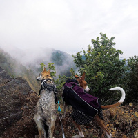 Non-stop Dogwear Regenmantel Beta Pro Raincoat in blau Größe 30 | 25-28 cm