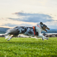 Non-stop dogwear Line 5.0 Brustgeschirr Hundegeschirr in grün 4  Brust 41-68 cm