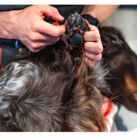 Non-Stop Dogwear Pfotensalbe Paw Care auf Pflanzenbasis 100 ml