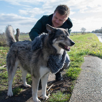 Royal Dry Hundehandtuch Handtuch 35x81 cm