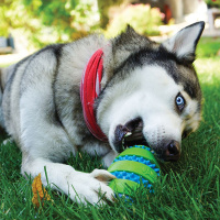 KONG Squeezz Goomz Ball zur Zahnreinigung XL - ca. 9,0 cm