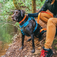 Kurgo Journey Air Brustgeschirr Hundegeschirr in blau XL | Brust 71-112cm | Hals 61-89cm