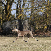 RUKKA Pets Schuhe halbhoch Proff Pfotenschutz  in schwarz 2-er Pack 8 | 75 mm