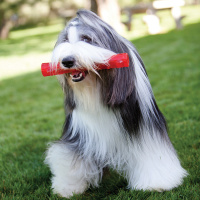 KONG Squeezz Ball mit Quietscher M LILA