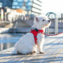 DOG Copenhagen Comfort Walk Go Geschirr in braun Mocca