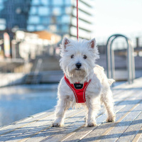 DOG Copenhagen Comfort Walk Go Geschirr in braun Mocca XXS