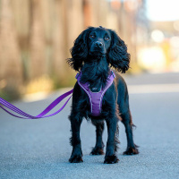 DOG Copenhagen Comfort Walk Go Geschirr in braun Mocca XXS
