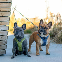 DOG Copenhagen Comfort Walk Go Geschirr in braun Mocca XXS