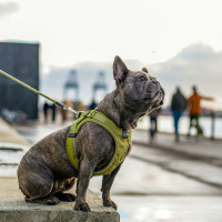 DOG Copenhagen Comfort Walk Go Geschirr in braun Mocca XXS