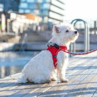 DOG Copenhagen Comfort Walk Go Geschirr in braun Mocca XXS