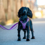 DOG Copenhagen Comfort Walk Go Geschirr in lila Purple Passion