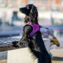 DOG Copenhagen Comfort Walk Go Geschirr in lila Purple Passion