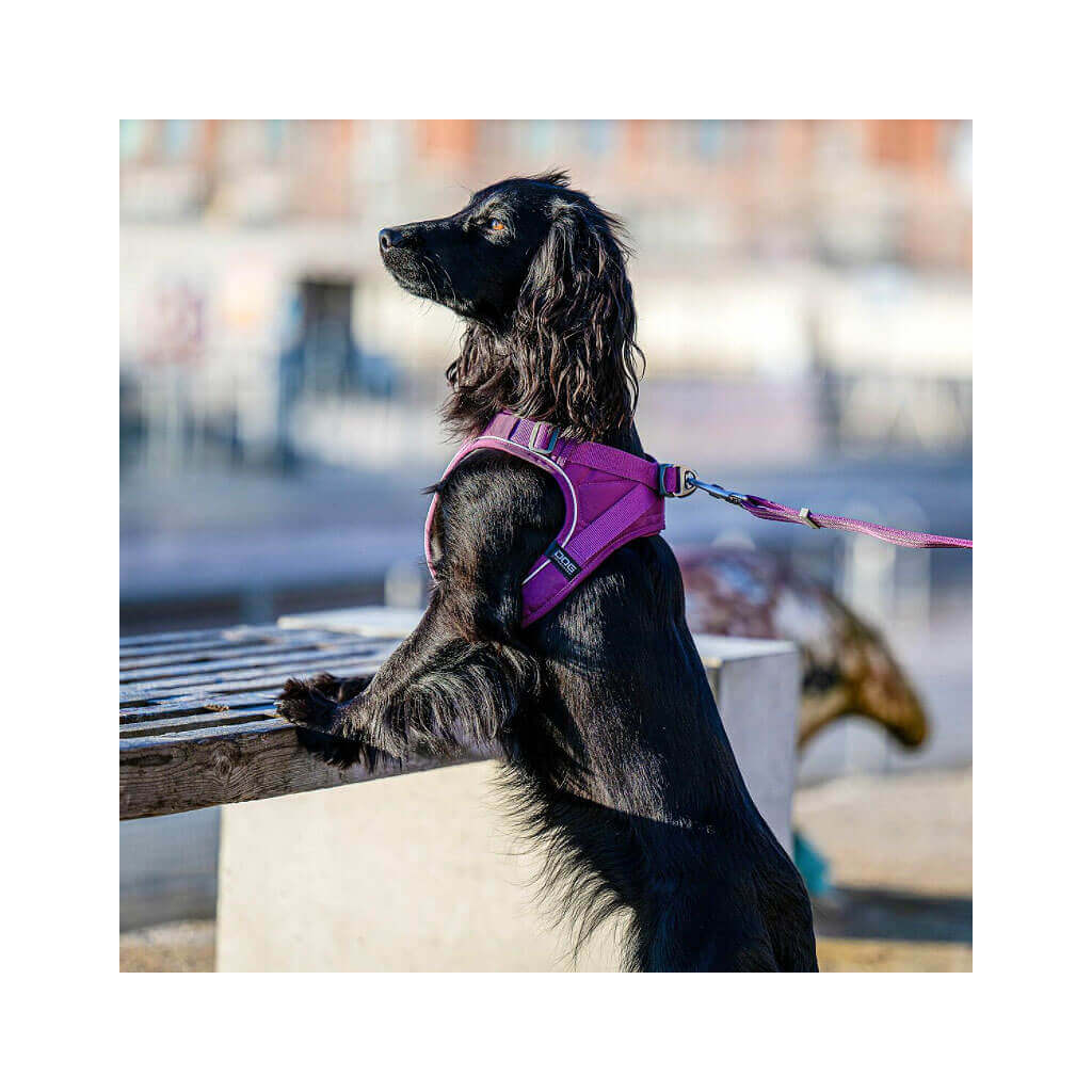 Downtown Pet Supply Step-in-Geschirr – Flieder, Größe S, Verstellbar, Mit Reflektierenden Streifen